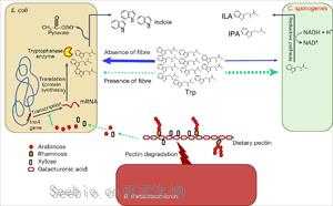 Nature子刊：<font color='red'>膳食纖維</font>促進(jìn)腸道細(xì)菌對有益氨基酸的轉(zhuǎn)化
