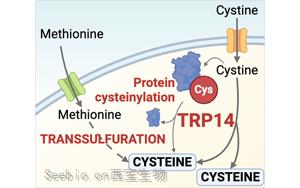 新發(fā)現(xiàn)揭示TRP14 (<font color='red'>TXNDC17</font>)是半胱氨酸代謝和抗病的關(guān)鍵酶