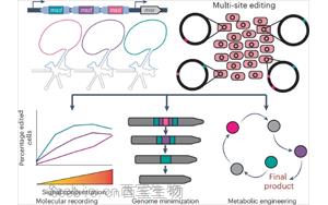 Nature子刊：一步法對細胞基因組進行多次編輯