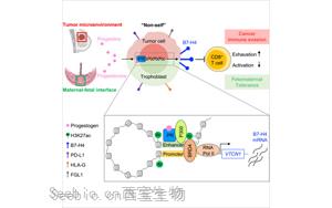 Cell：癌癥和懷孕具有共同的免疫<font color='red'>分子機(jī)制</font>！