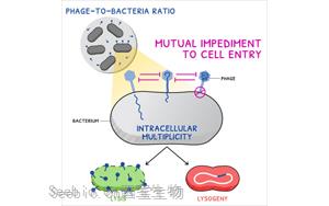 《Current Biology》廣為人知的噬菌體<font color='red'>感染</font>又有新發現