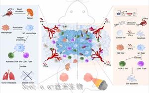 Science子刊：新治療方法促進<font color='red'>小鼠</font>多能干細胞的產生