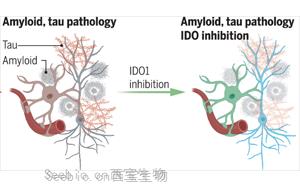 Science：一種抗癌藥物有望治療阿爾茨海默病