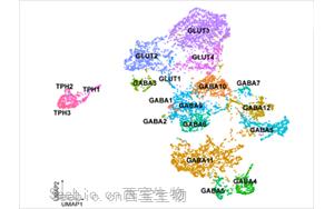 Science：嗎啡緩解疼痛的機制