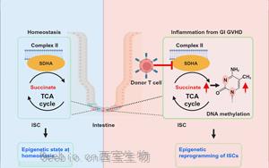 Cell Stem Cell：炎癥會(huì)給腸道干細(xì)胞留下持久的印象，從而降低它們的愈合能力