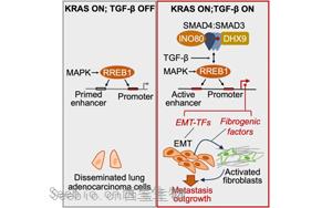 《Cell》新發現肺癌轉移的關鍵信號通路