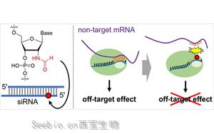 一種新化學修飾可以減少siRNA藥物的脫靶效應