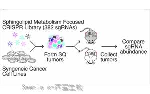 《Nature》脂質分子怎樣促進癌癥生長？