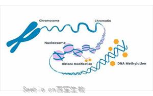 PNAS：細胞在重編程過程中難以完全改變身份的原因