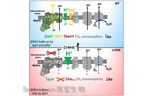 Cell：意外地發現了鈉轉運在<font color='red'>線粒體</font>能量產生中的作用