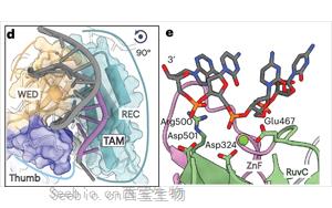 真核CRISPR-Cas同源物<font color='red'>Fanzor2</font>的結構顯示了基因編輯的前景