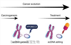 Nature：前所未有！新研究揭示了導致膀胱癌的突變和DNA結構