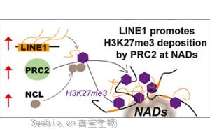 科學(xué)家揭示了“自私DNA”在人類早期發(fā)育中的關(guān)鍵作用