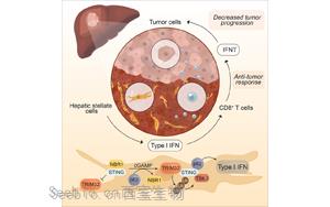 肝癌<font color='red'>免疫治療</font>成功的生物標(biāo)志物
