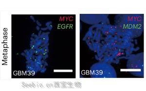 《Nature Biotechnology》新技術增強了對染色質組織的認識