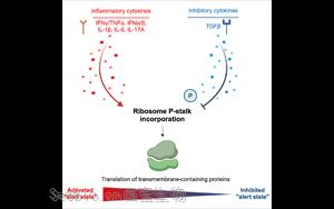 Cell：<font color='red'>癌細胞</font>通過改變核糖體來逃避免疫系統