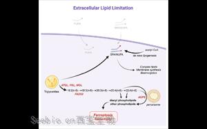 科學食療：切斷<font color='red'>癌細胞</font>獲取脂肪的途徑，誘導鐵死亡加強癌癥治療