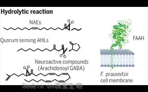 Science：有益的腸道微生物具有驚人的代謝能力！