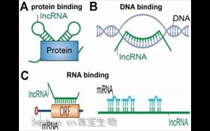 NEJM：首次發現<font color='red'>lncRNA</font>基因缺失引起神經發育疾病