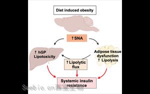 Cell子刊：暴飲暴食如何導致<font color='red'>糖尿病</font>？神經遞質激增