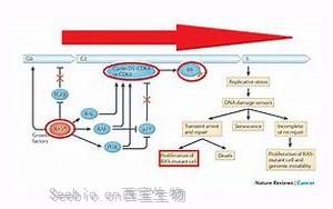 《自然》：突變的RAS開關在癌癥中沒有斷裂，而只是有缺陷