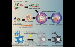《Cell》與帕金森病相關的蛋白質聚集的新機制