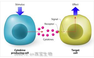 <font color='red'>細(xì)胞因子</font>和<font color='red'>細(xì)胞因子</font>受體:在炎癥與免疫調(diào)節(jié)中的雙重角色