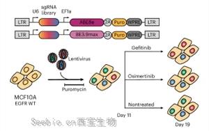 EGFR基因突變，基因編輯技術揭示<font color='red'>癌癥耐藥性</font>途徑