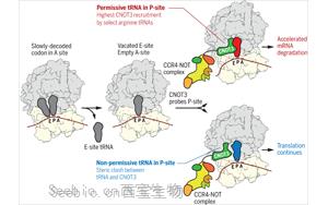 Science：轉移RNA調節信使RNA的降解