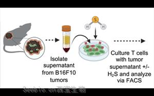 Science Advances：高爾基體越多，T細胞就越健壯，就越能抗癌！