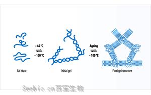 西言寶典-聊聊瓊脂糖