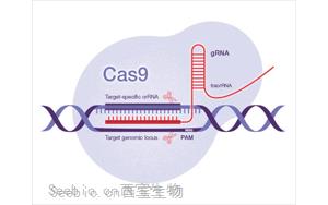 Science：一種開創(chuàng)性的遺傳方法——利用CRISPR-Cas9技術(shù)，激活細(xì)菌隱藏的藥物潛能