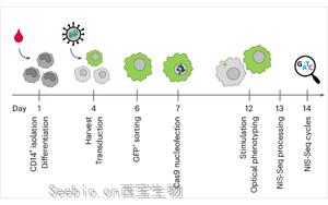 Nature Biotechnology：彩色細(xì)胞核顯示出細(xì)胞的關(guān)鍵基因