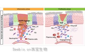 《Cell Stem Cell》單細(xì)胞解析傷口愈合的分子動(dòng)力學(xué)