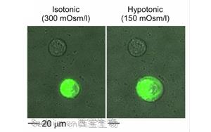 《Nature Biomedical Engineering》疼痛研究新突破：一種更安全、不會(huì)上癮的方法