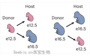 小鼠GABA能神經(jīng)元發(fā)育中前體細(xì)胞成熟能力的時(shí)序調(diào)控機(jī)制解析
