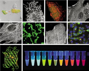 蛋白質、多肽、核酸等生物分子標記染料解決方案----Lumiprobe(5)