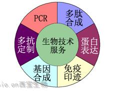 生物技術服務-盡在西寶生物CRO專業服務平臺