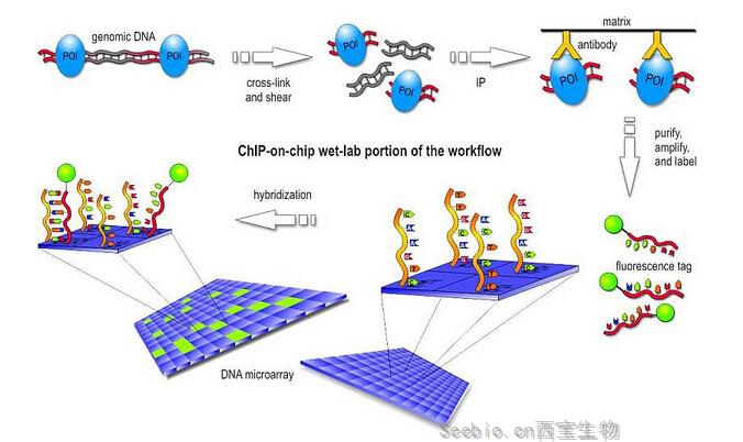 染色質(zhì)免疫共沉淀技術(shù)(Chip)