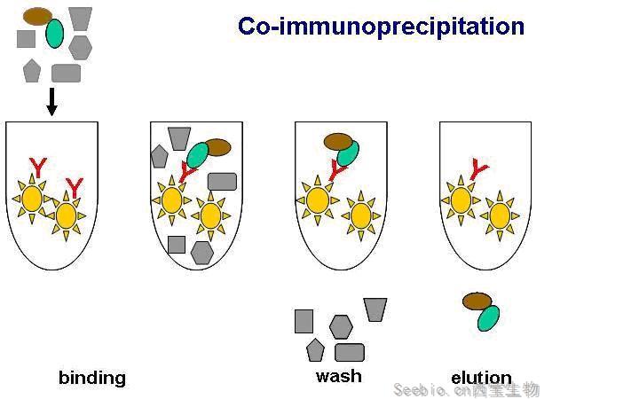 免疫共沉淀技術(CO-IP)
