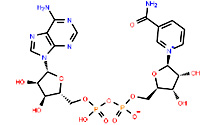 氧化型輔酶I|<font color='red'>煙酰胺</font>腺嘌呤二核苷酸|53-84-9| β-NAD