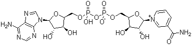 氧化型輔酶Ⅰ