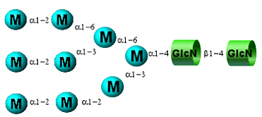 Permethylated N-Glycan standards 全甲基化N-多糖標(biāo)準(zhǔn)品