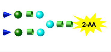 2-AA標(biāo)記N-多糖 2-AA Labeled N-Glycans