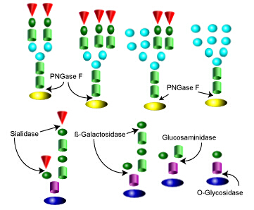 Glycan Release Kits 多糖釋放試劑盒