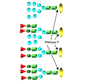 Endoglycosidases 內切糖苷酶