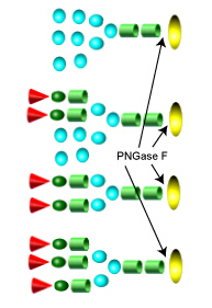 Deglycosylation Kits 去糖基化試劑盒