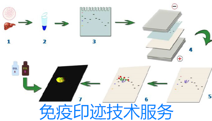 免疫印跡技術(shù)服務(wù)(western blot)