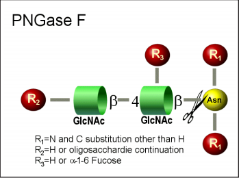 肽-N-糖苷酶F （肽N糖苷酶F） PNGase F