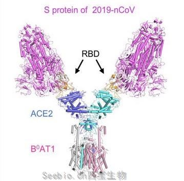 新型冠狀病毒S1蛋白(His Tag)